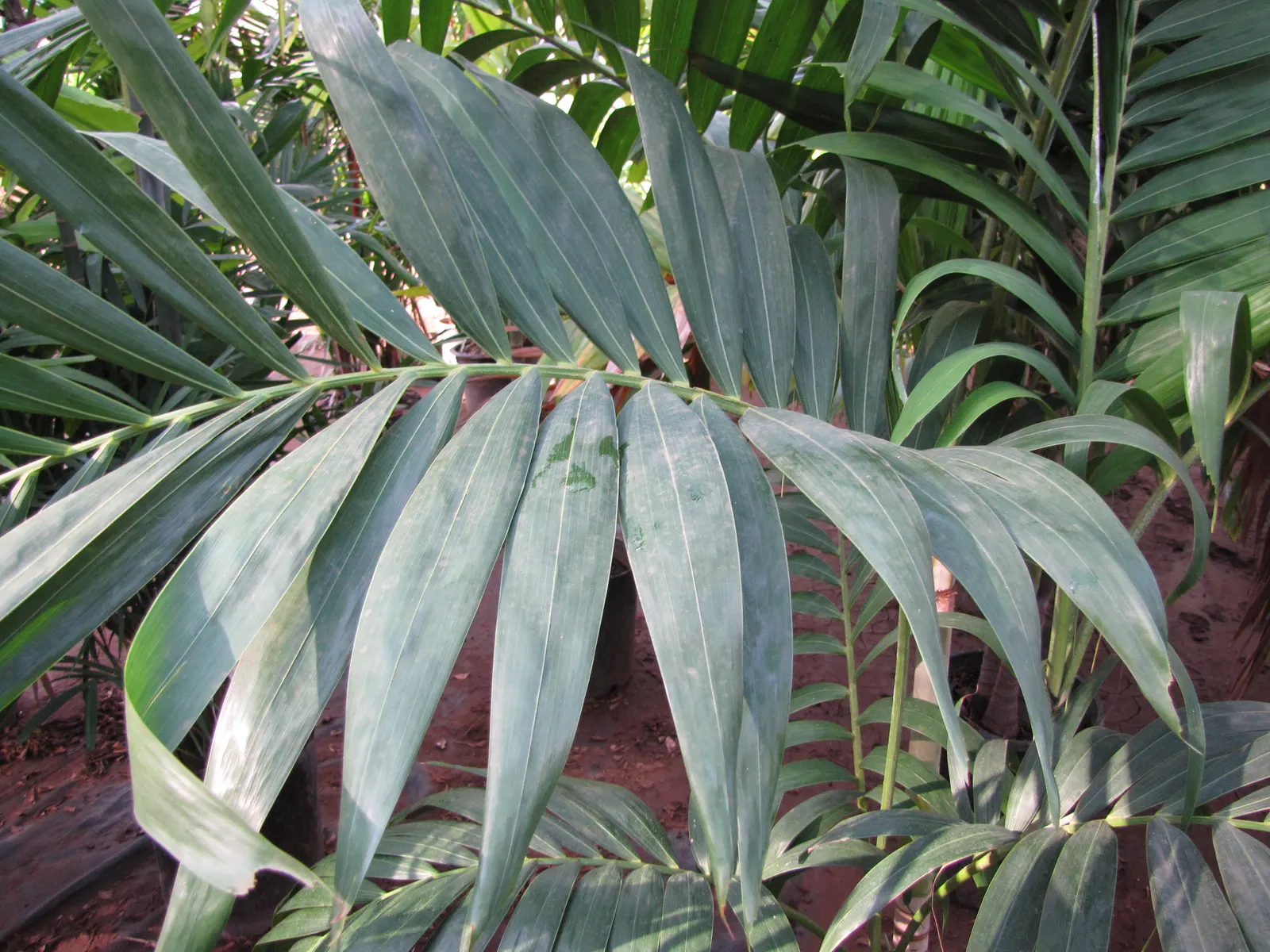 Spiral Palm (Veitchia Spiralis) — they are moderately drought-tolerant once settled; group several Kajewskia Palms together