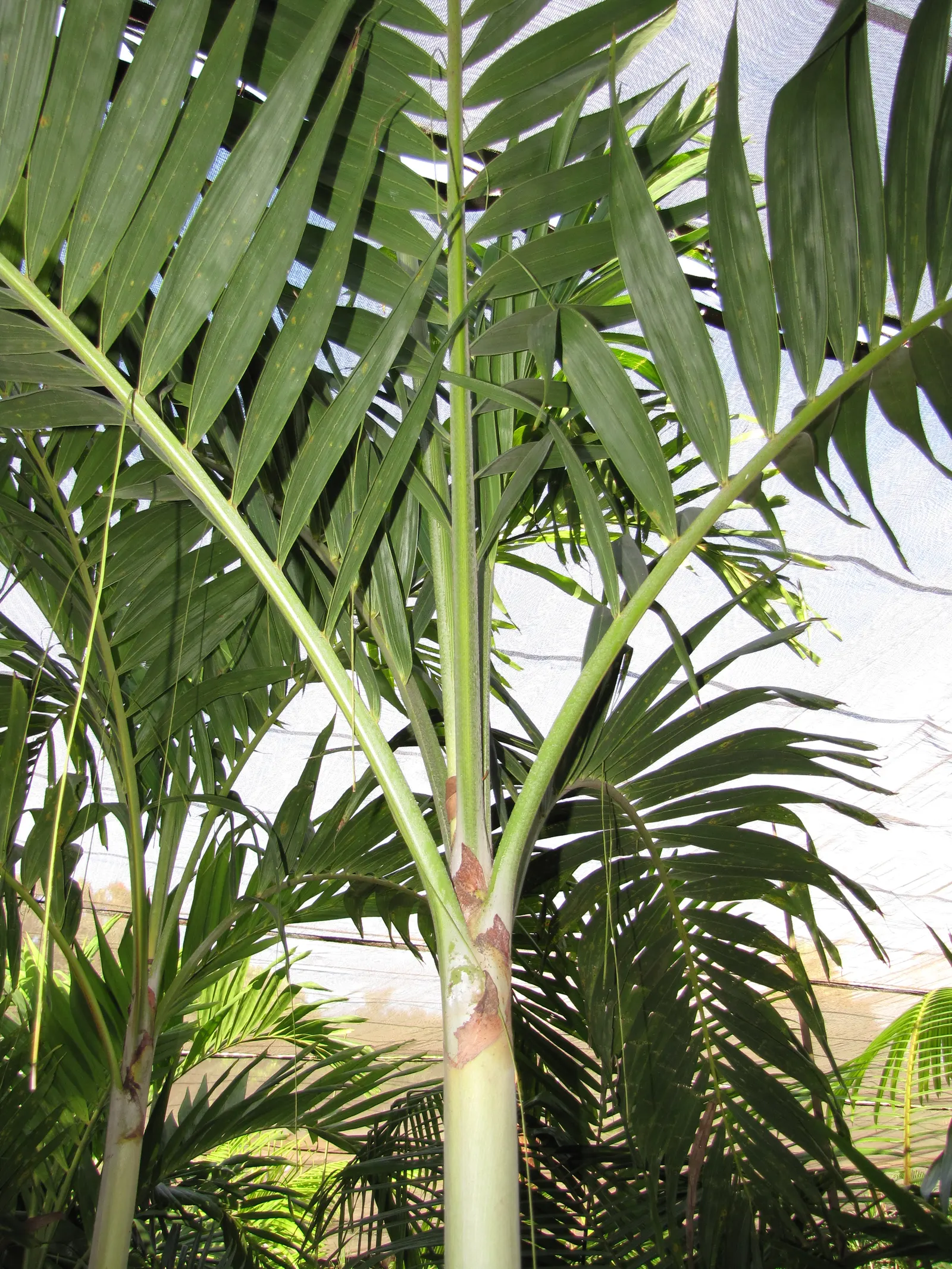 Spiral Palm (Veitchia Spiralis) — is a captivating addition to any tropical or subtropical landscape; this sun-loving palm prefers well-drained soil and is