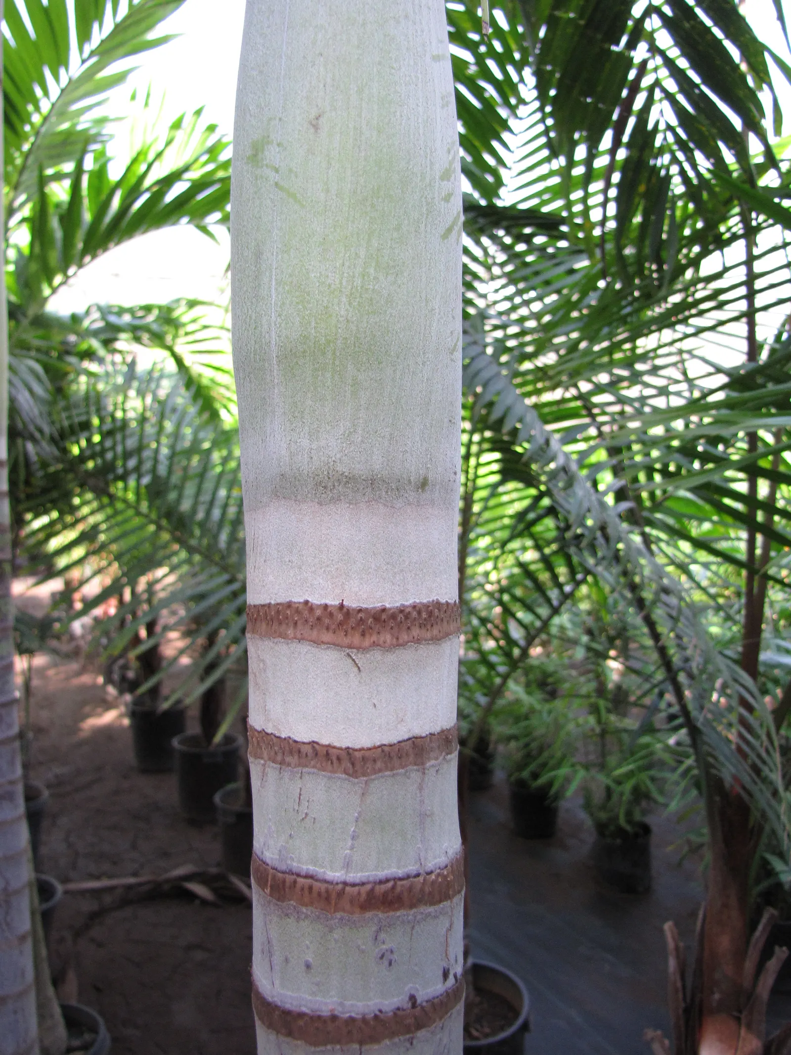 Spiral Palm (Veitchia Spiralis) — is a majestic tropical palm that boasts a slender; is crowned with a splendid display of arching fronds that extend up to 5