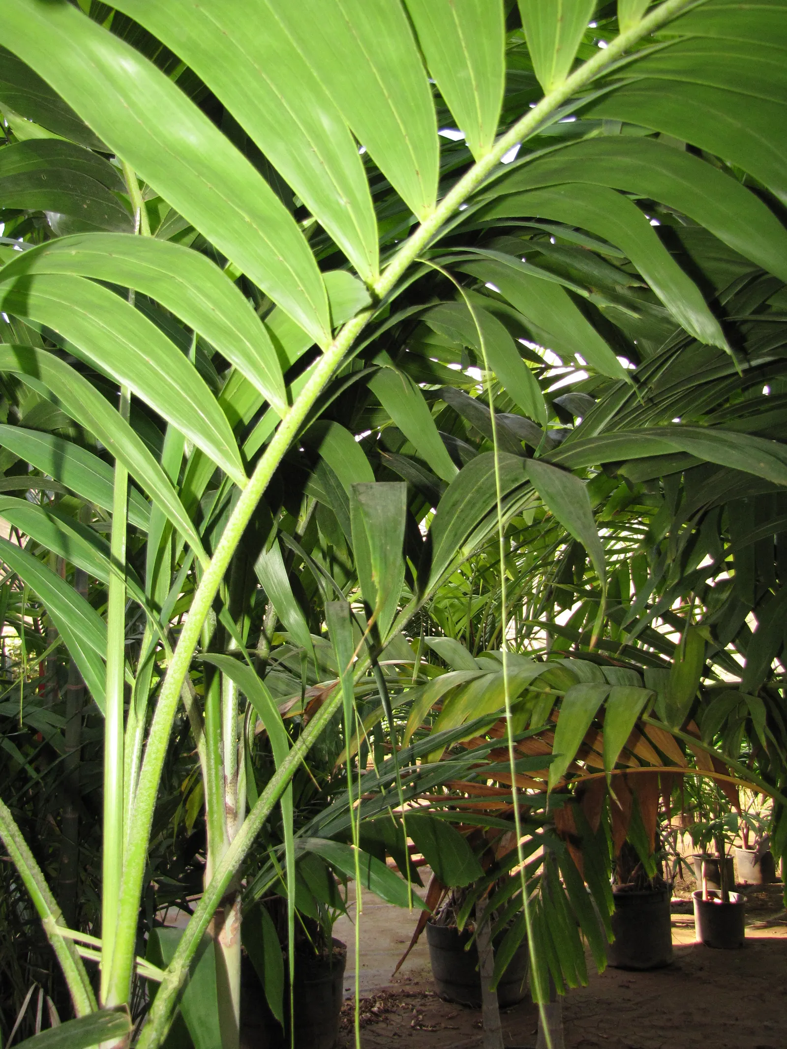 Spiral Palm (Veitchia Spiralis) — is crowned with a splendid display of arching fronds that extend up to 5 to 8 feet long; is a majestic tropical palm that