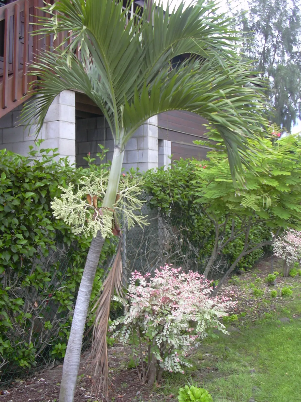 Spiral Palm (Veitchia Spiralis) — This graceful palm hails from the rainforest regions of the Solomon Islands and boasts a sleek; these glossy, pinnate leaves