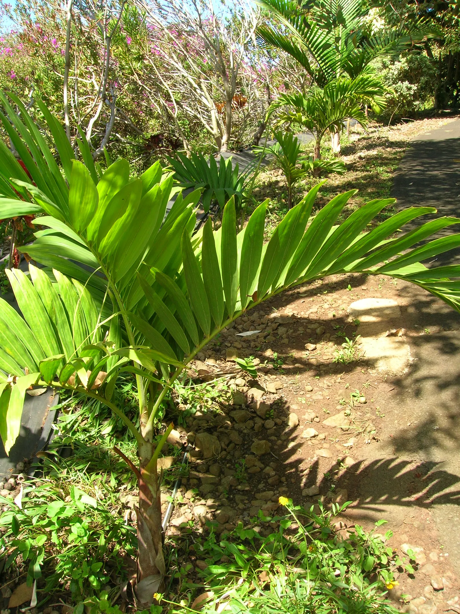 Spiral Palm (Veitchia Spiralis) — palm / tree for full or half