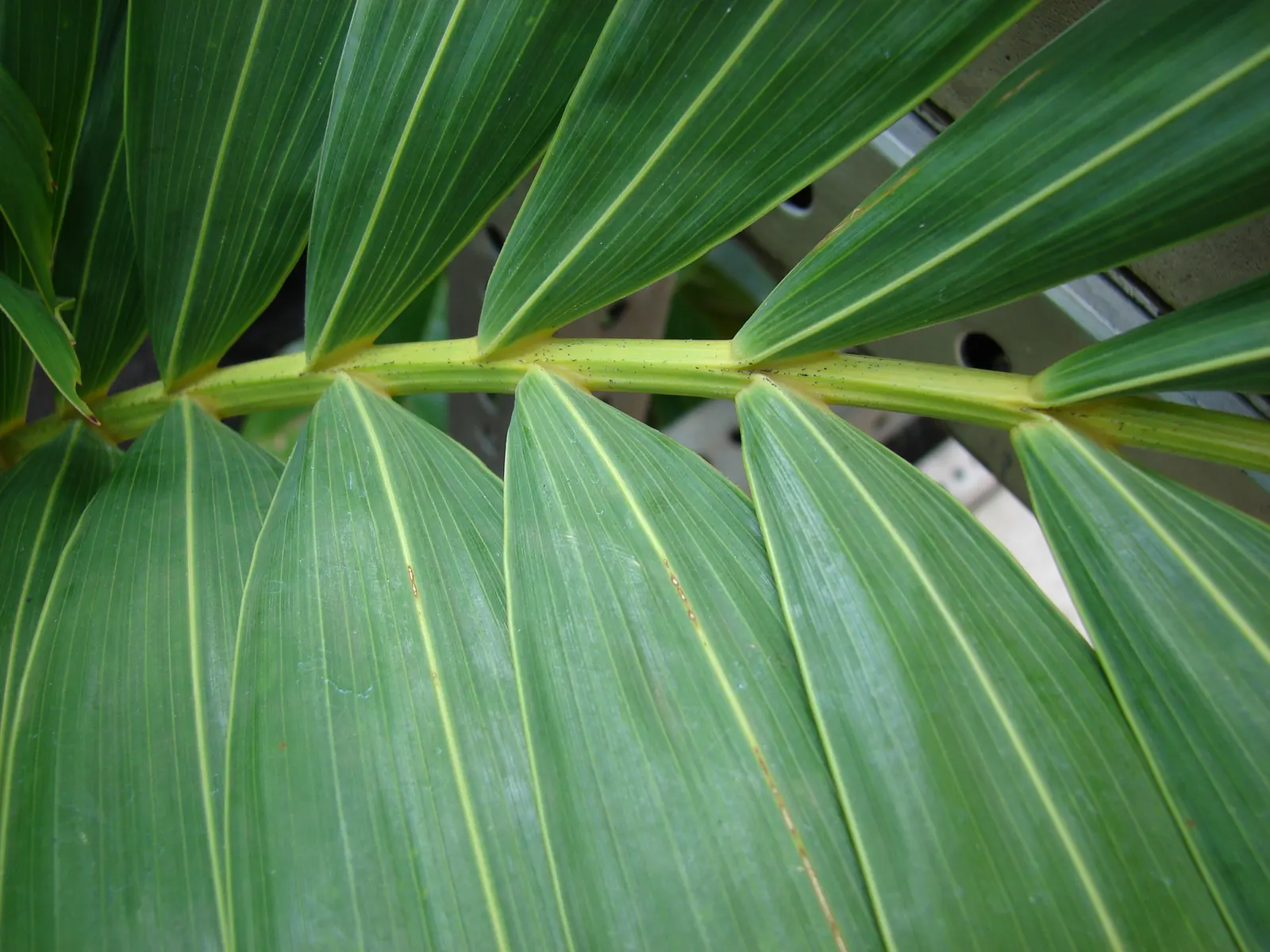 Spiral Palm (Veitchia Spiralis) — green flowers in the garden