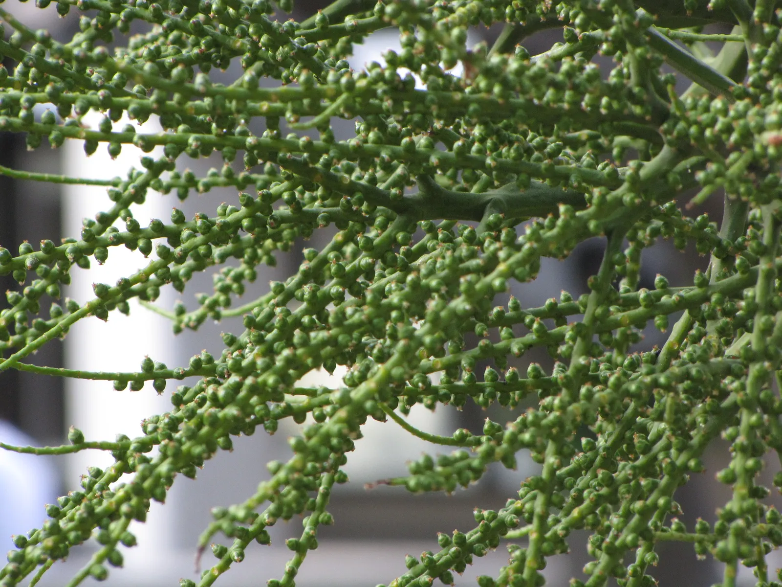 Spiral Palm (Veitchia Spiralis) — allowing for plenty of room for growth
