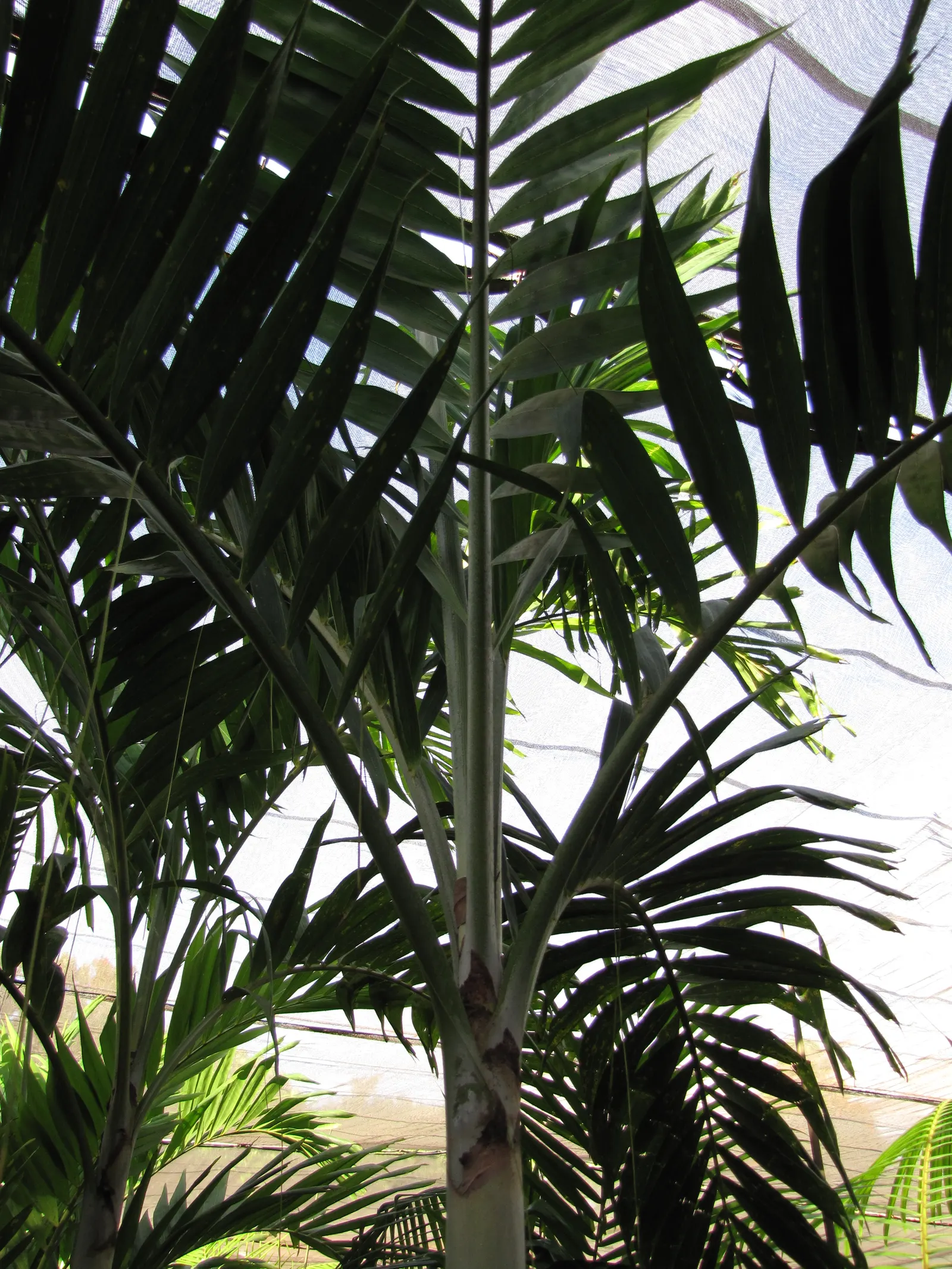 Spiral Palm (Veitchia Spiralis) — these palms can serve as focal points or as part of a privacy screen; typically about 6 to 10 inches in diameter