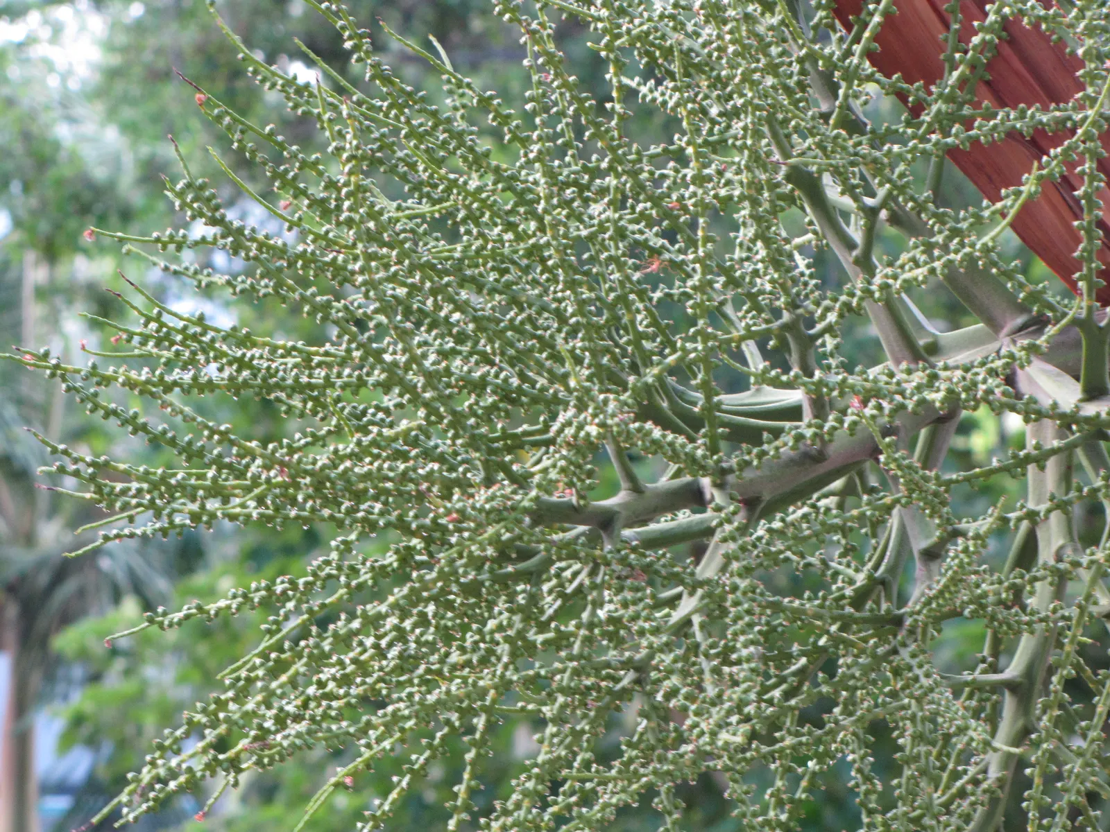 Spiral Palm (Veitchia Spiralis) — they are moderately drought-tolerant once settled