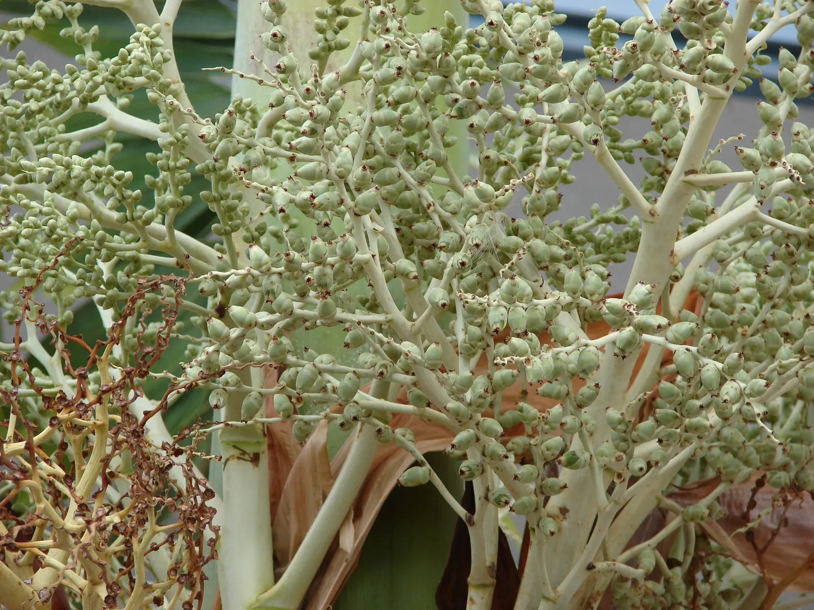Spiral Palm (Veitchia Spiralis) — green flowers in the garden; more commonly referred to as the Kajewskia Palm