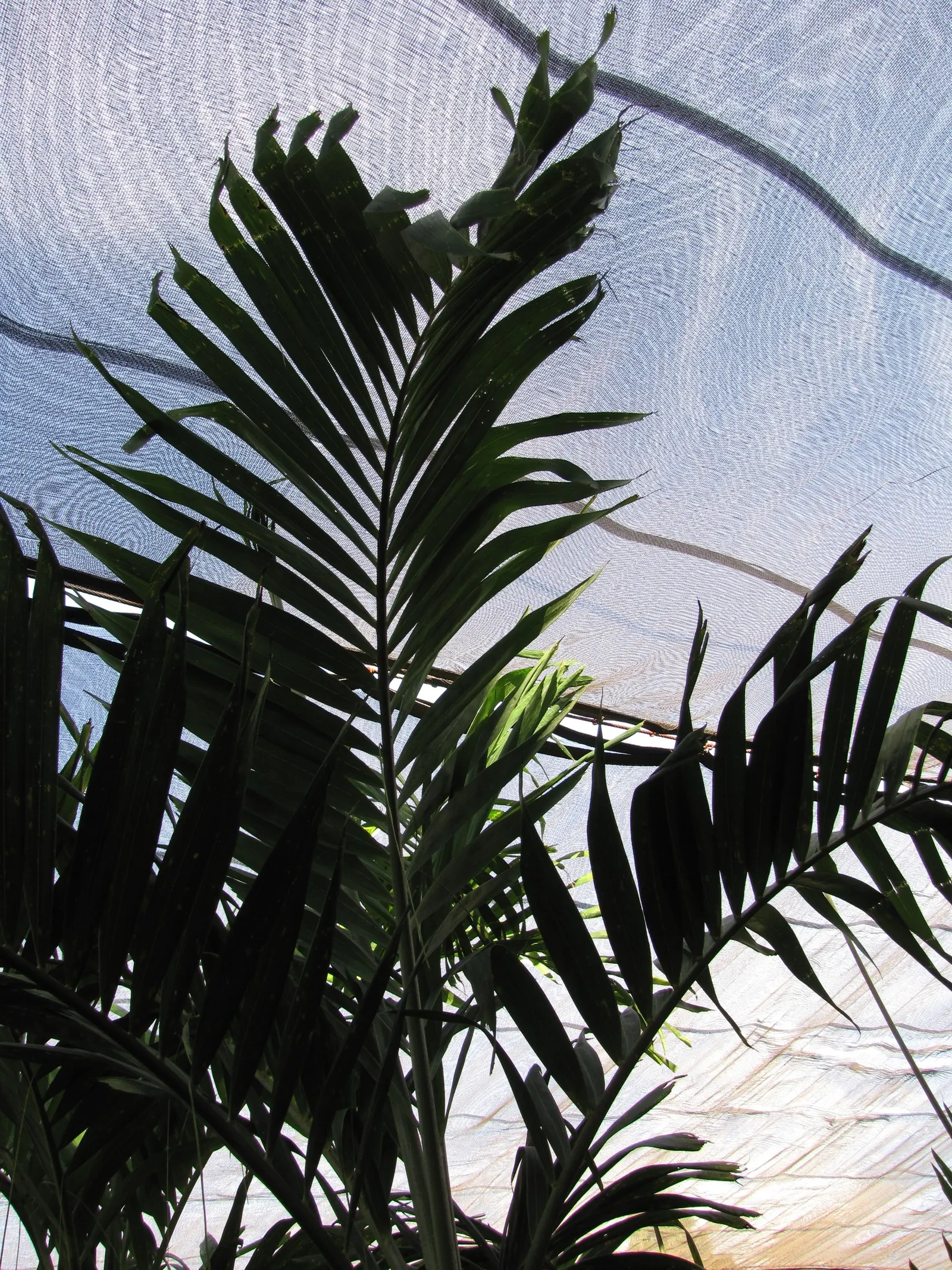 Spiral Palm (Veitchia Spiralis) — commonly known as the Kajewskia Palm