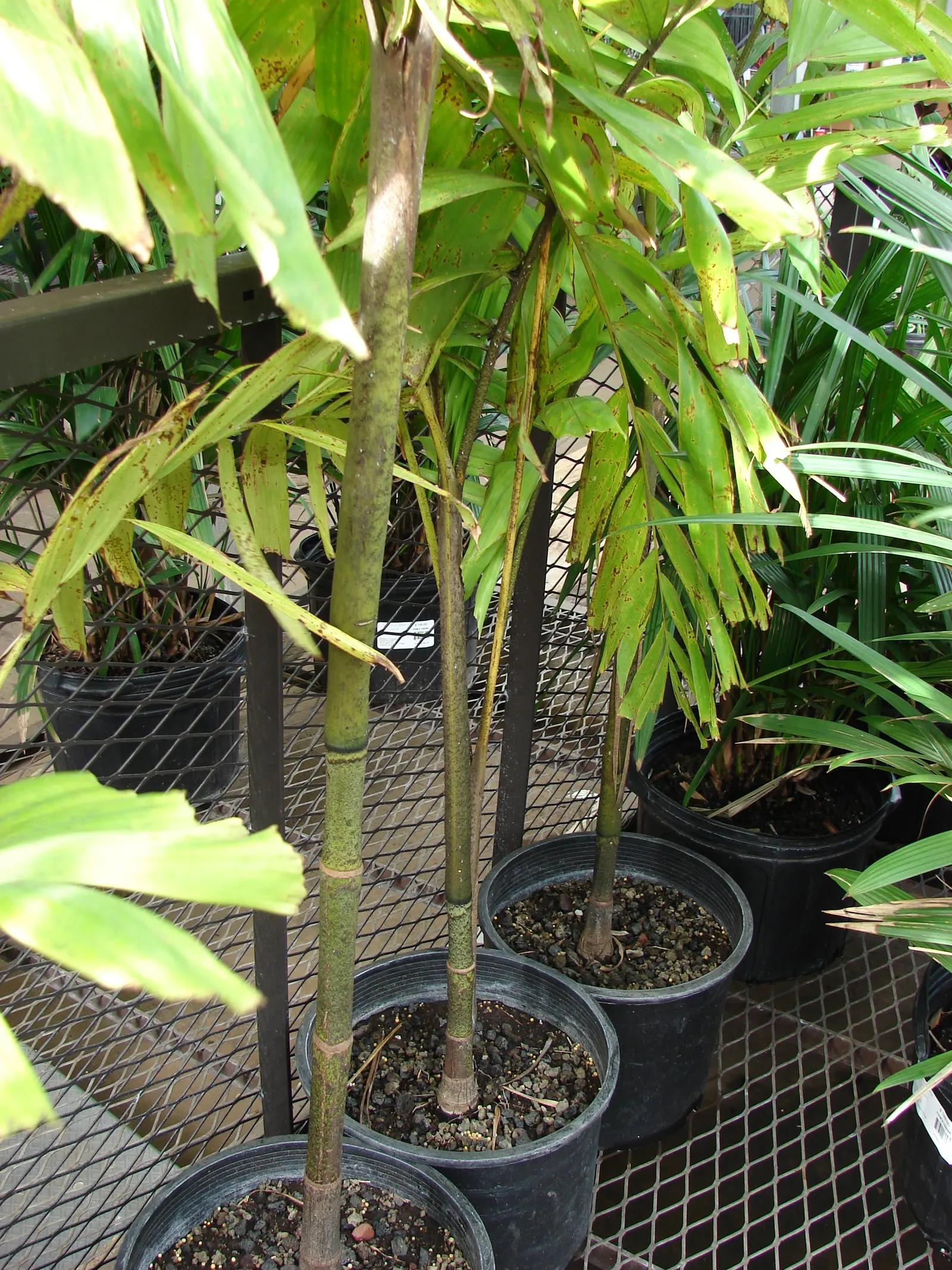 Spiral Palm (Veitchia Spiralis) — Its glossy, arching fronds can extend to 10 feet, creating an elegant canopy