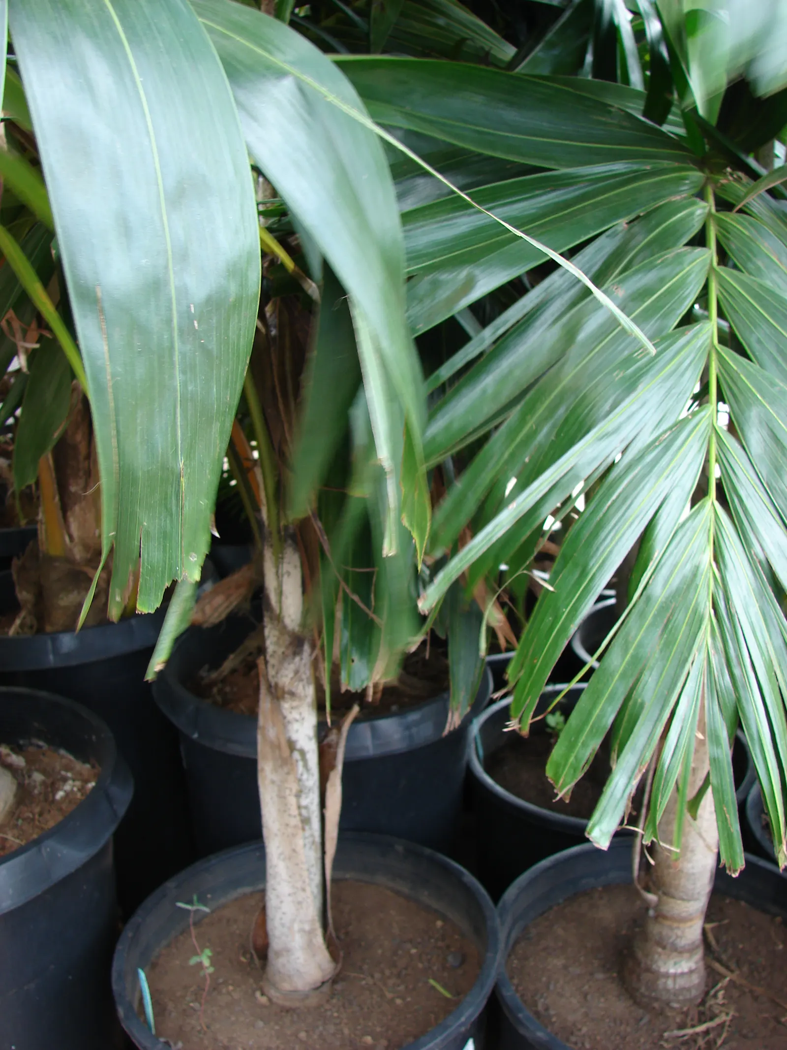 Spiral Palm (Veitchia Spiralis) — more commonly referred to as the Kajewskia Palm