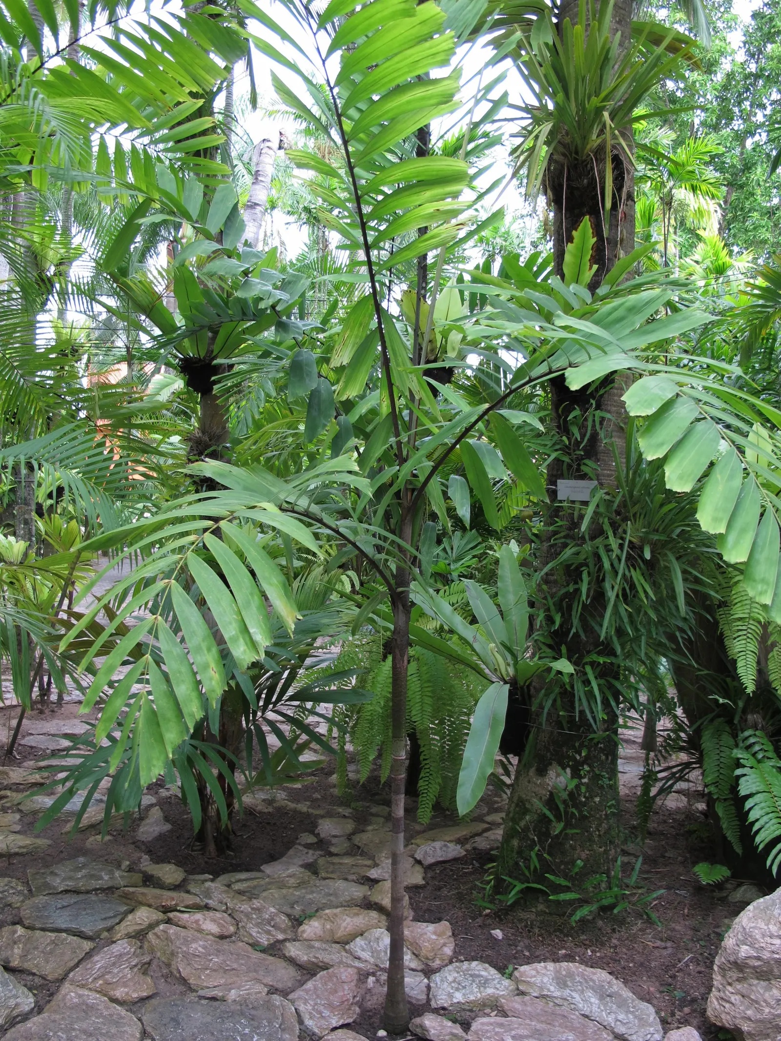 Spiral Palm (Veitchia Spiralis) — palm / tree with green blooms; allowing for plenty of room for growth