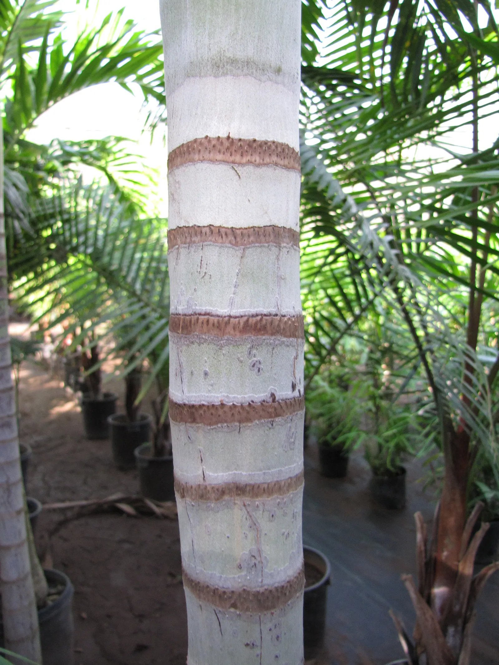 Spiral Palm (Veitchia Spiralis) — the Kajewskia Palm is a superb choice that promises both beauty and elegance