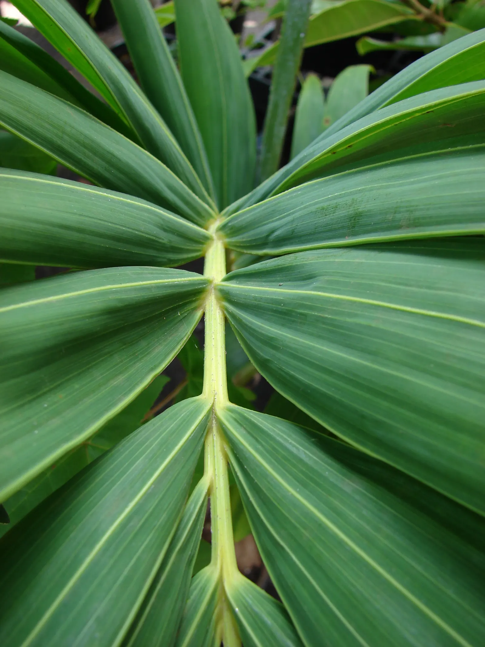 Spiral Palm (Veitchia Spiralis) — For clients wanting to inject a touch of the tropics into their gardens; keep in mind that these palms are frost-sensitive