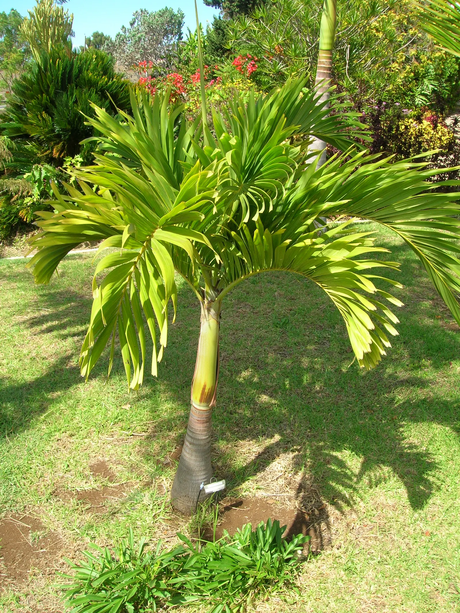 Spiral Palm (Veitchia Spiralis) — Regular watering is essential during their establishment phase; however; its striking form and minimal maintenance make it an