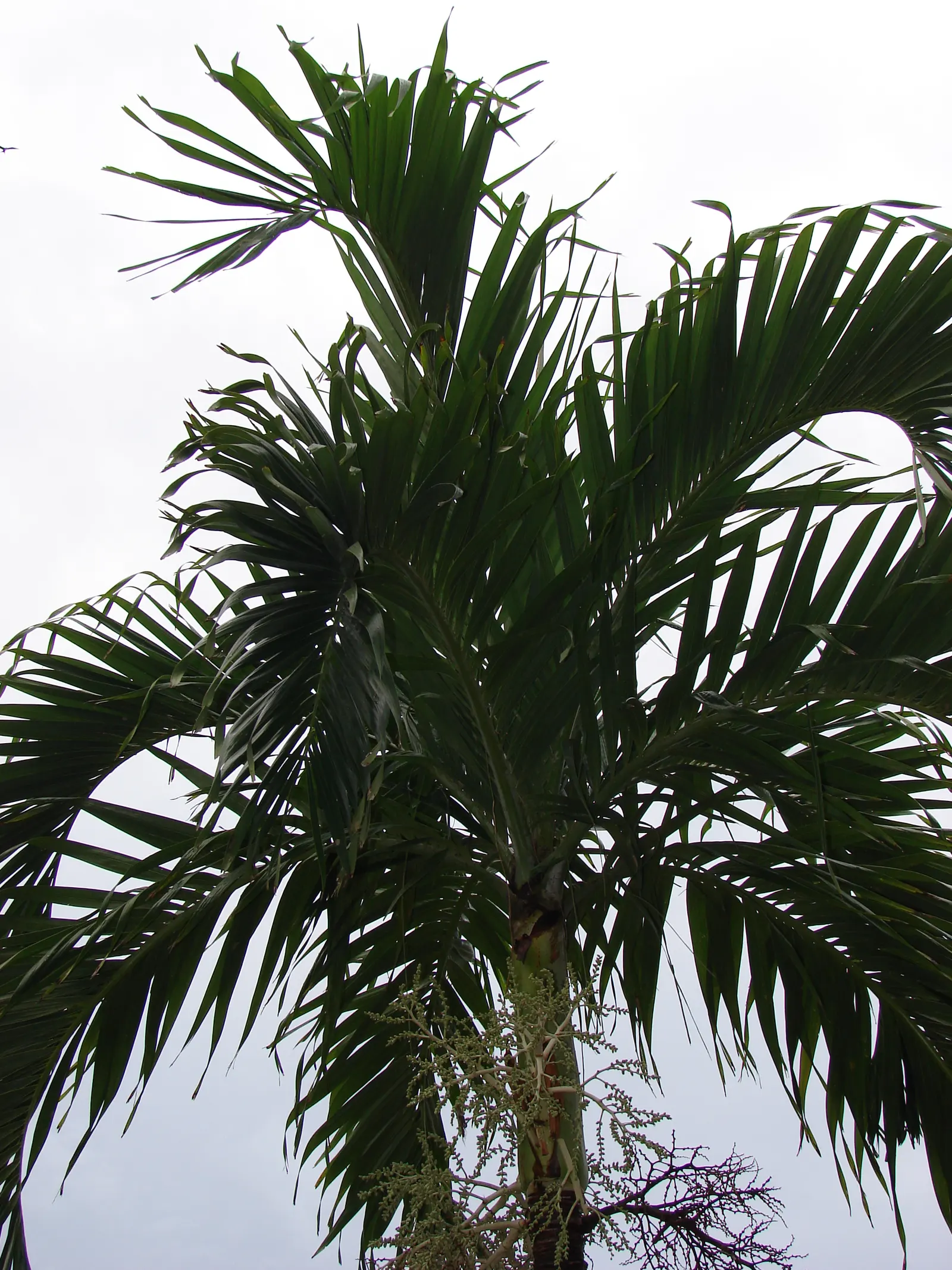Spiral Palm (Veitchia Spiralis) — these palms can serve as focal points or as part of a privacy screen