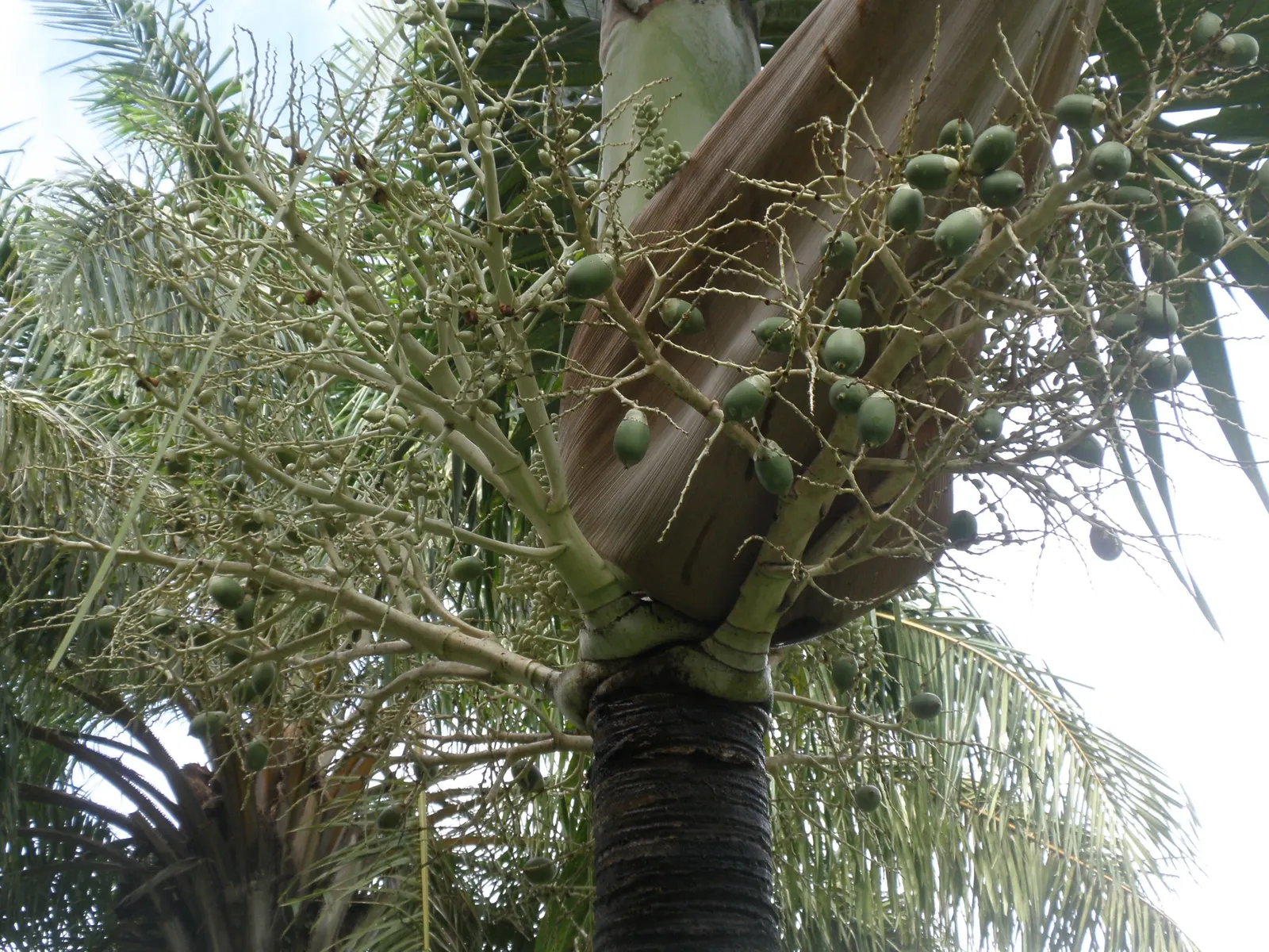 Spiral Palm (Veitchia Spiralis) — allowing for plenty of room for growth; palm / tree with green blooms