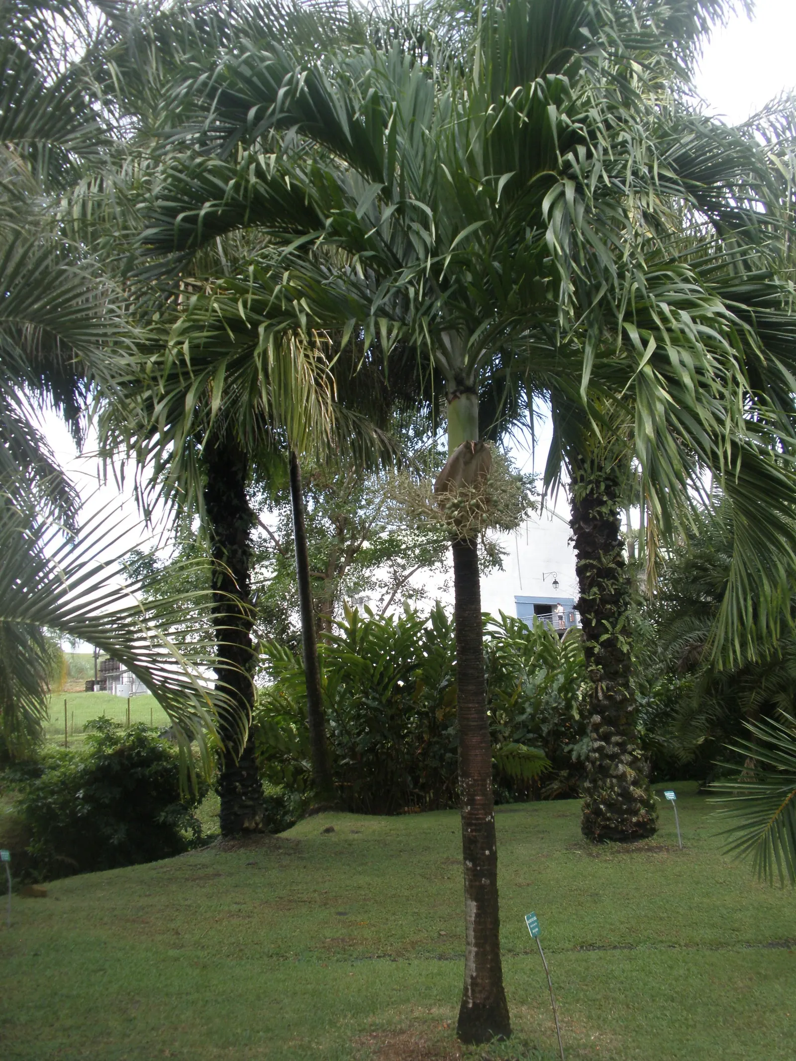 Spiral Palm (Veitchia Spiralis) — These glossy, pinnate leaves are bright green, creating a dense canopy that casts light, dappled shade beneath; this graceful