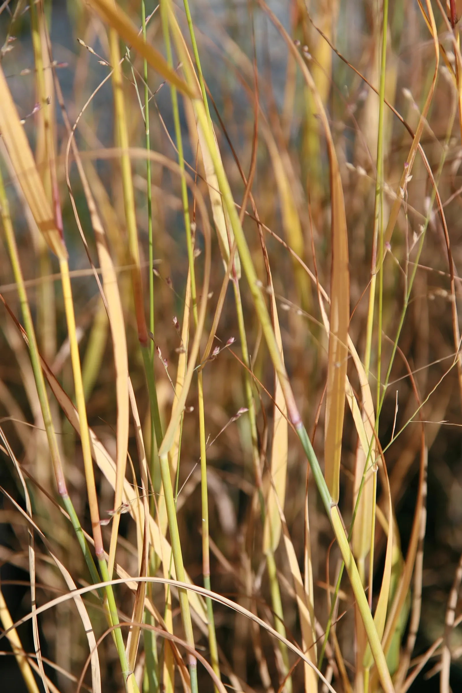 Shenandoah Switch Grass (Panicum Virgatum 'Shenandoah') — grass for full or half