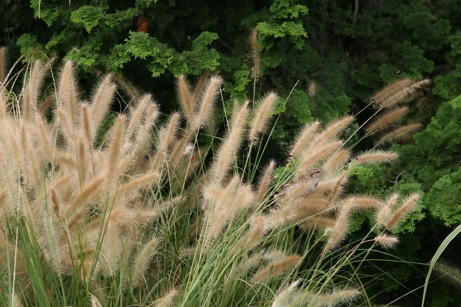 Shenandoah Switch Grass (Panicum Virgatum 'Shenandoah') — then transitions to its signature burgundy color, image 38