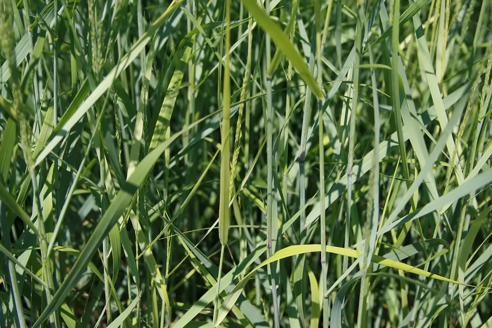 Shenandoah Switch Grass (Panicum Virgatum 'Shenandoah') — Shenandoah Switch Grass thrives in full sun; although it can tolerate light shade