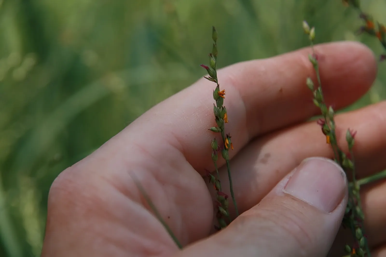 Shenandoah Switch Grass (Panicum Virgatum 'Shenandoah') — This low-maintenance grass requires minimal care