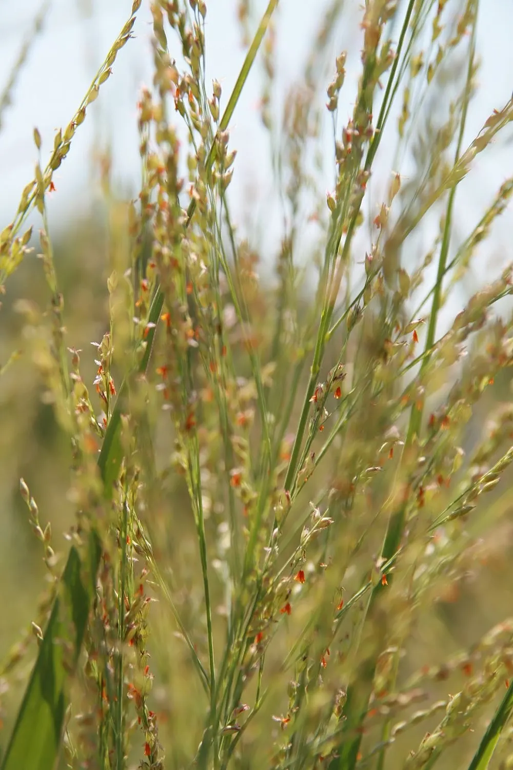 Shenandoah Switch Grass (Panicum Virgatum 'Shenandoah') — providing year-round interest with minimal maintenance