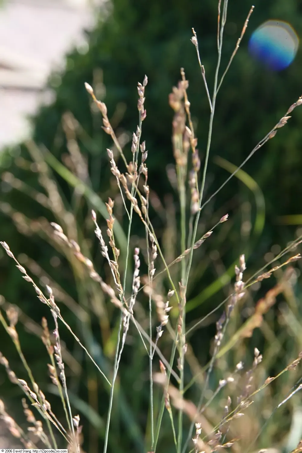 Shenandoah Switch Grass (Panicum Virgatum 'Shenandoah') — This hardy ornamental stands at 3 to 4 feet tall with a spread of 1.5 to 2 feet; it is hardy in USDA