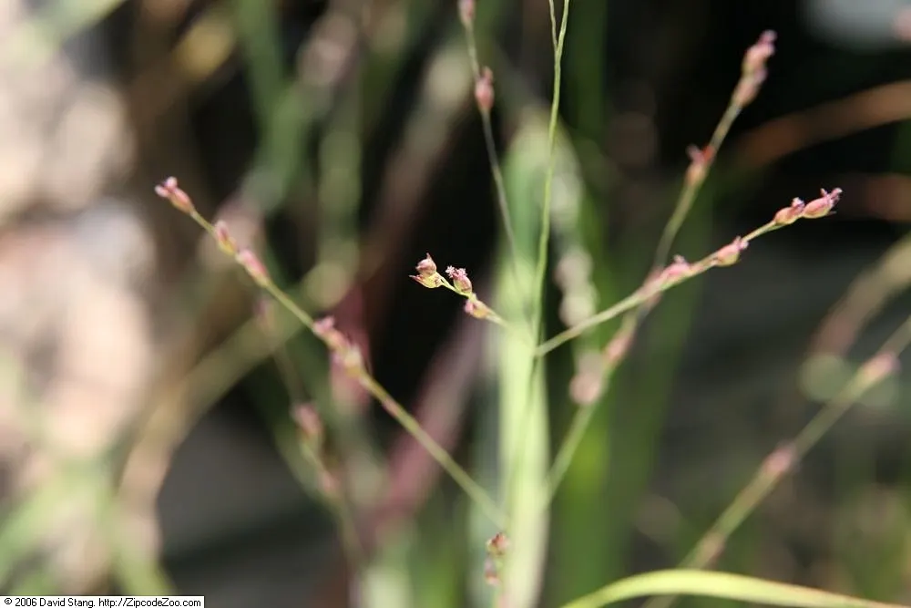 Shenandoah Switch Grass (Panicum Virgatum 'Shenandoah') — This drought-tolerant grass thrives in full sun and well-drained soils; grass for full or half