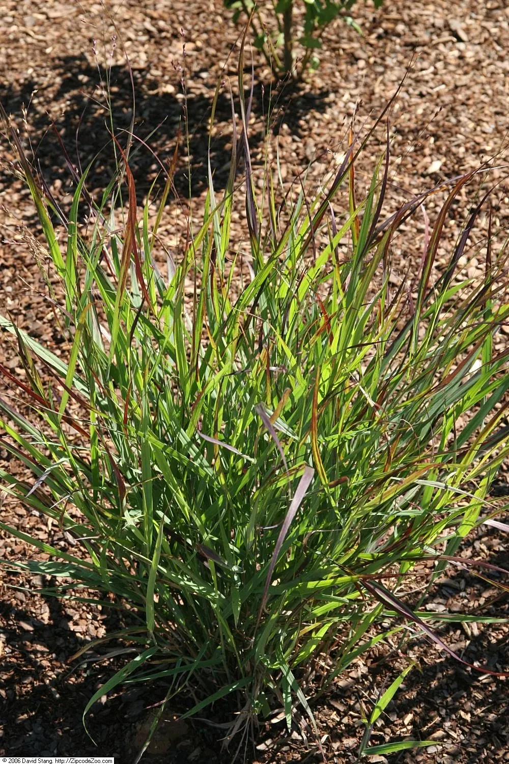 Shenandoah Switch Grass (Panicum Virgatum 'Shenandoah') — is a striking perennial grass known for its burgundy-red foliage that deepens in color, image 26