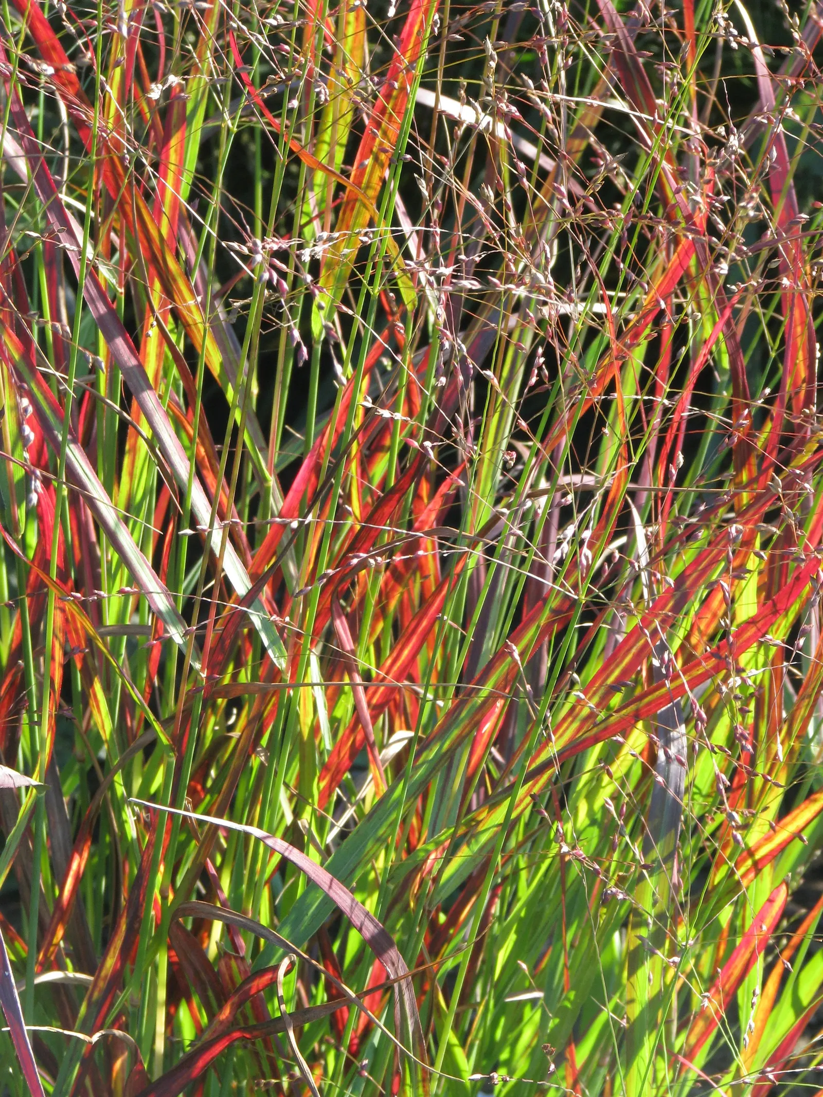 Shenandoah Switch Grass (Panicum Virgatum 'Shenandoah') — providing year-round interest with minimal maintenance; this particular cultivar boasts striking