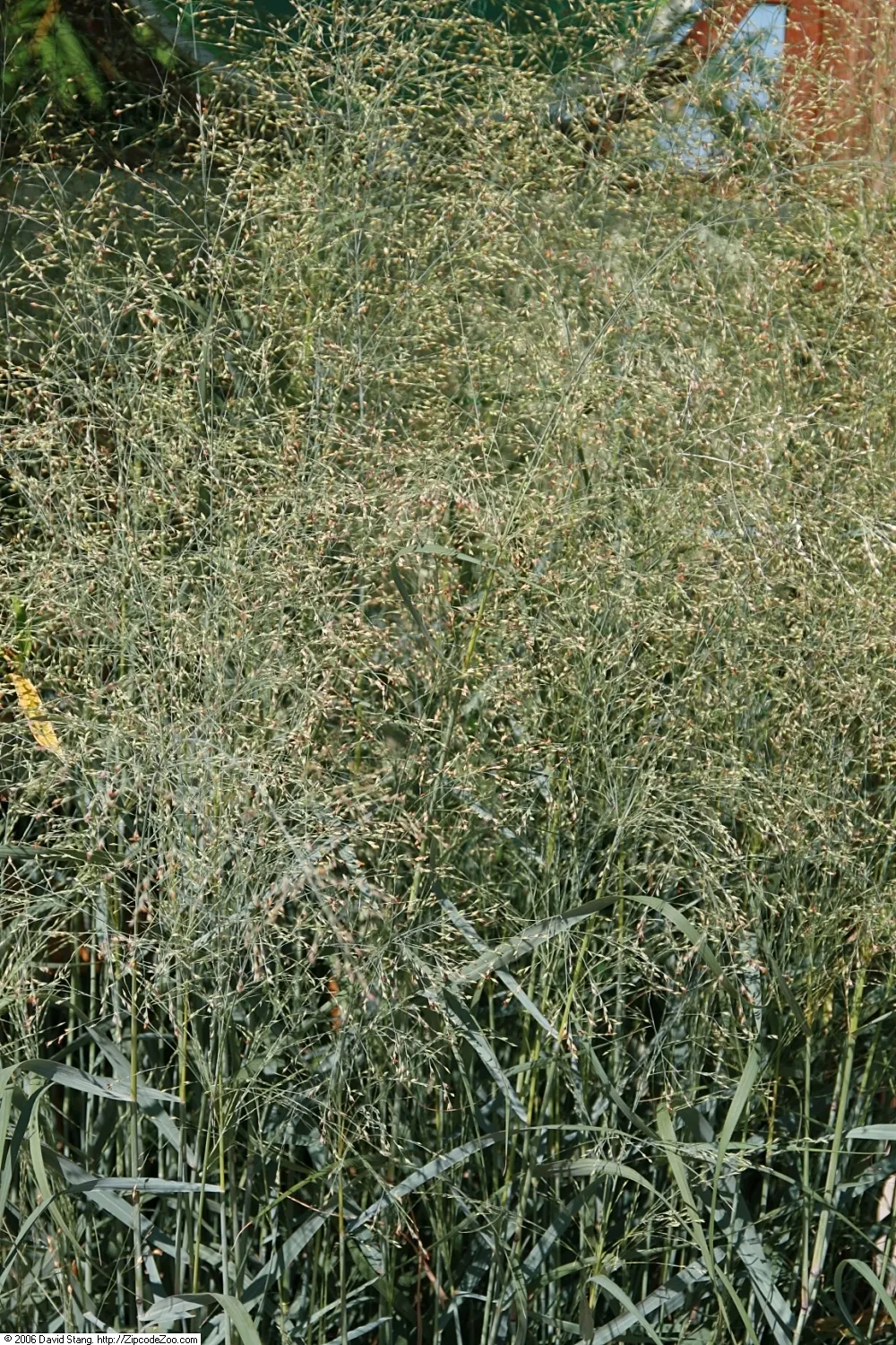 Shenandoah Switch Grass (Panicum Virgatum 'Shenandoah') — the foliage and seed heads take on a golden hue
