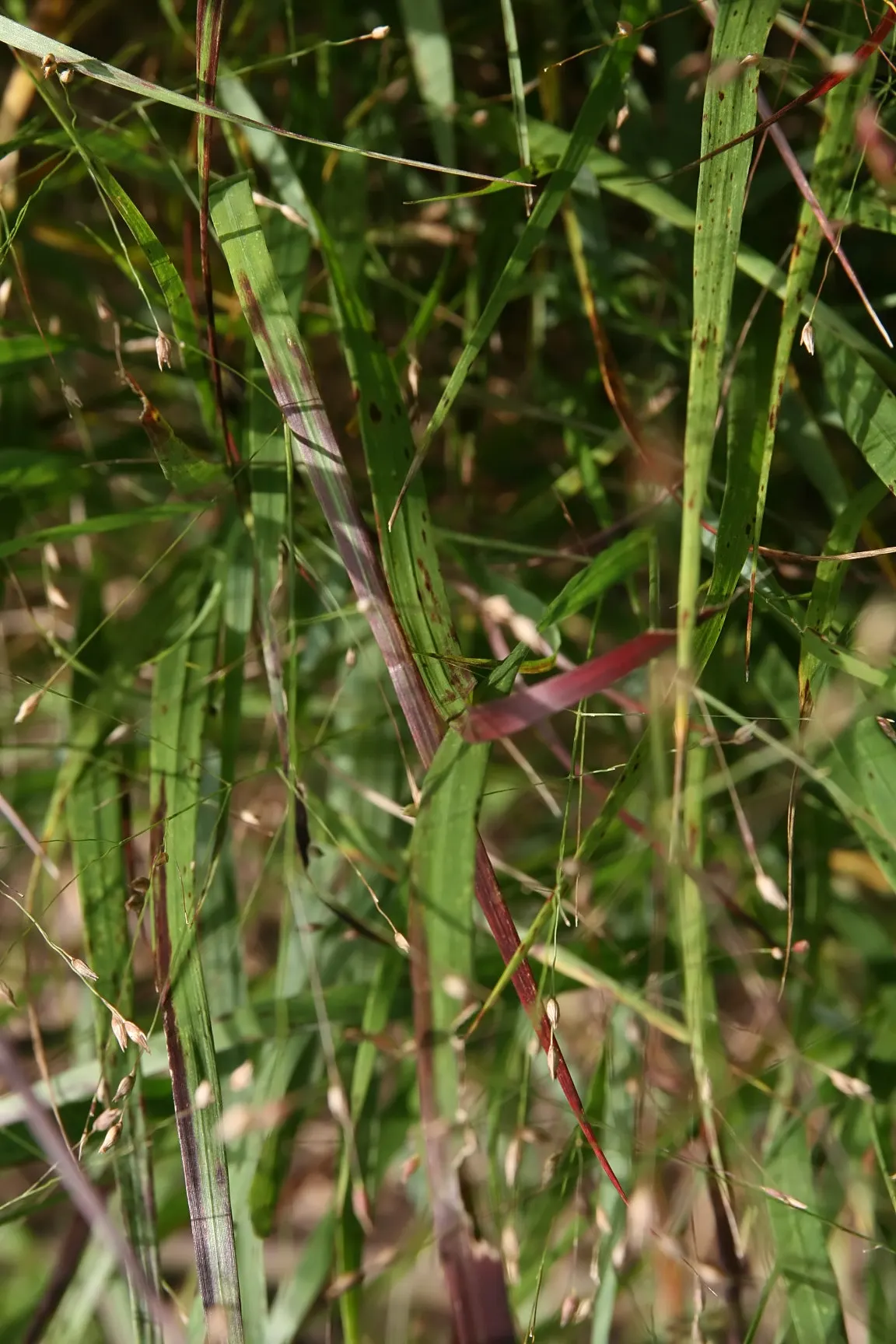 Shenandoah Switch Grass (Panicum Virgatum 'Shenandoah') — This particular cultivar boasts striking reddish-pink foliage that intensifies as the season