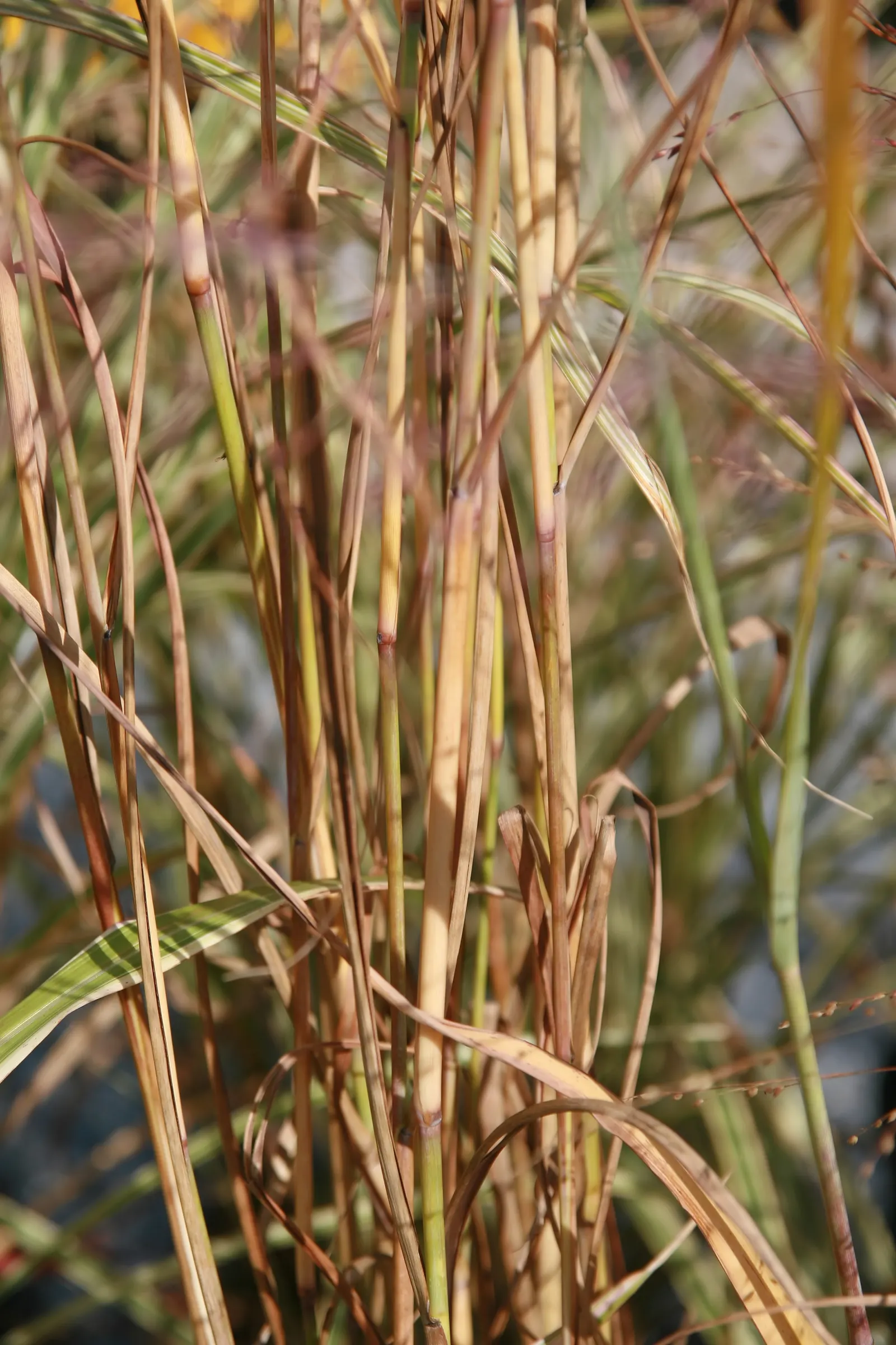 Shenandoah Switch Grass (Panicum Virgatum 'Shenandoah') — scientifically named Panicum virgatum 'Shenandoah'