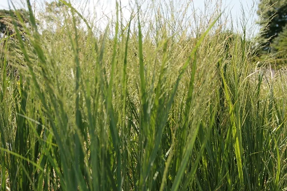 Shenandoah Switch Grass (Panicum Virgatum 'Shenandoah') — making it an excellent choice for mass plantings