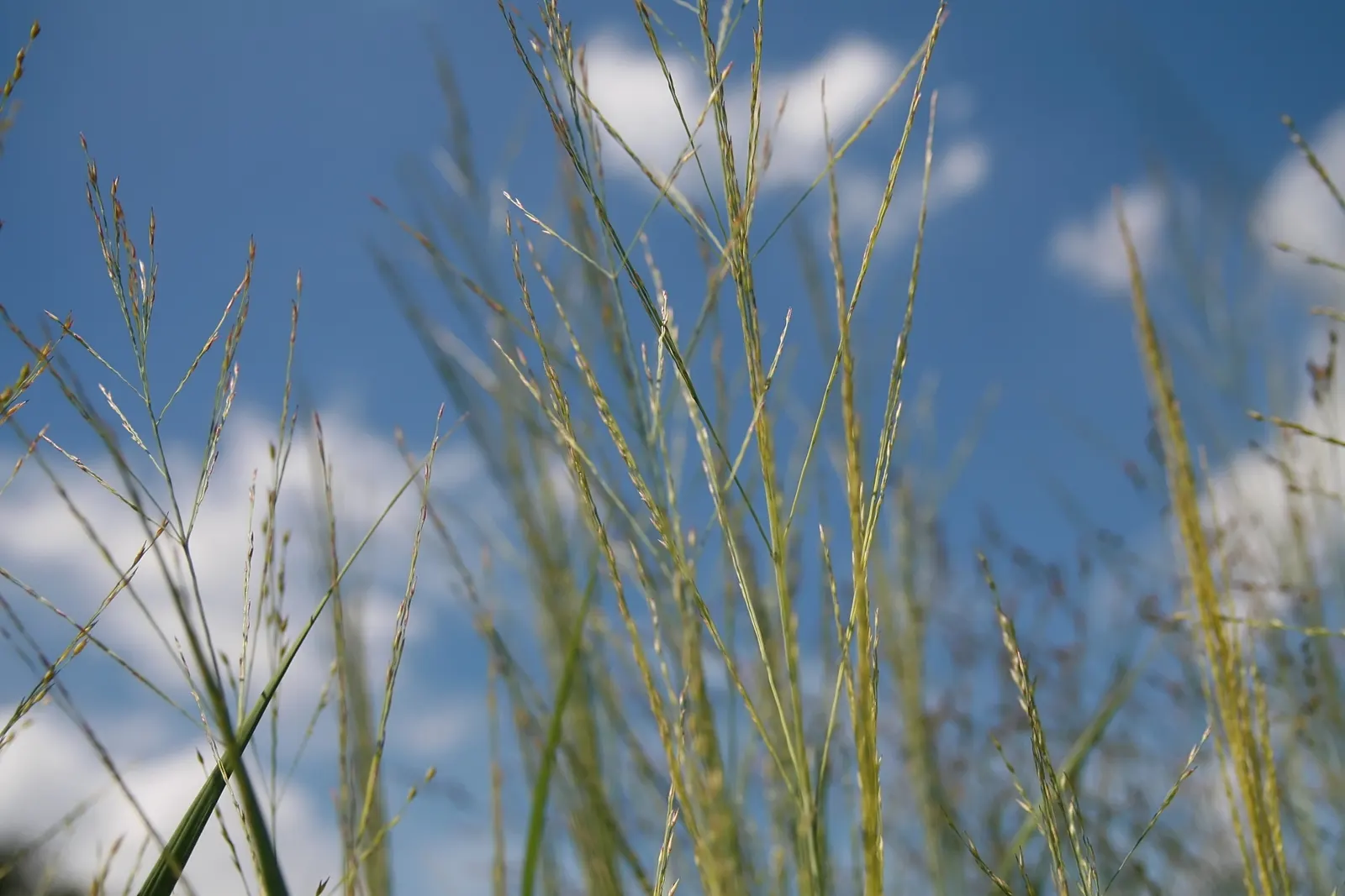 Shenandoah Switch Grass (Panicum Virgatum 'Shenandoah') — is a striking perennial grass known for its burgundy-red foliage that deepens in color through the