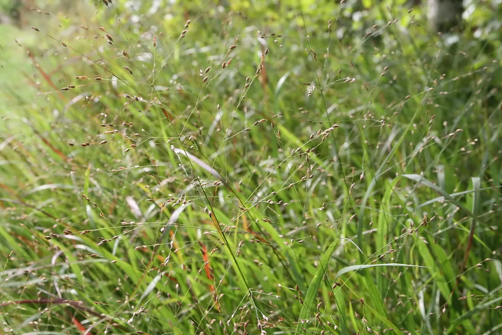 Shenandoah Switch Grass (Panicum Virgatum 'Shenandoah') — It is hardy in USDA zones 4 through 9, showcasing its versatility and resilience in, image 36