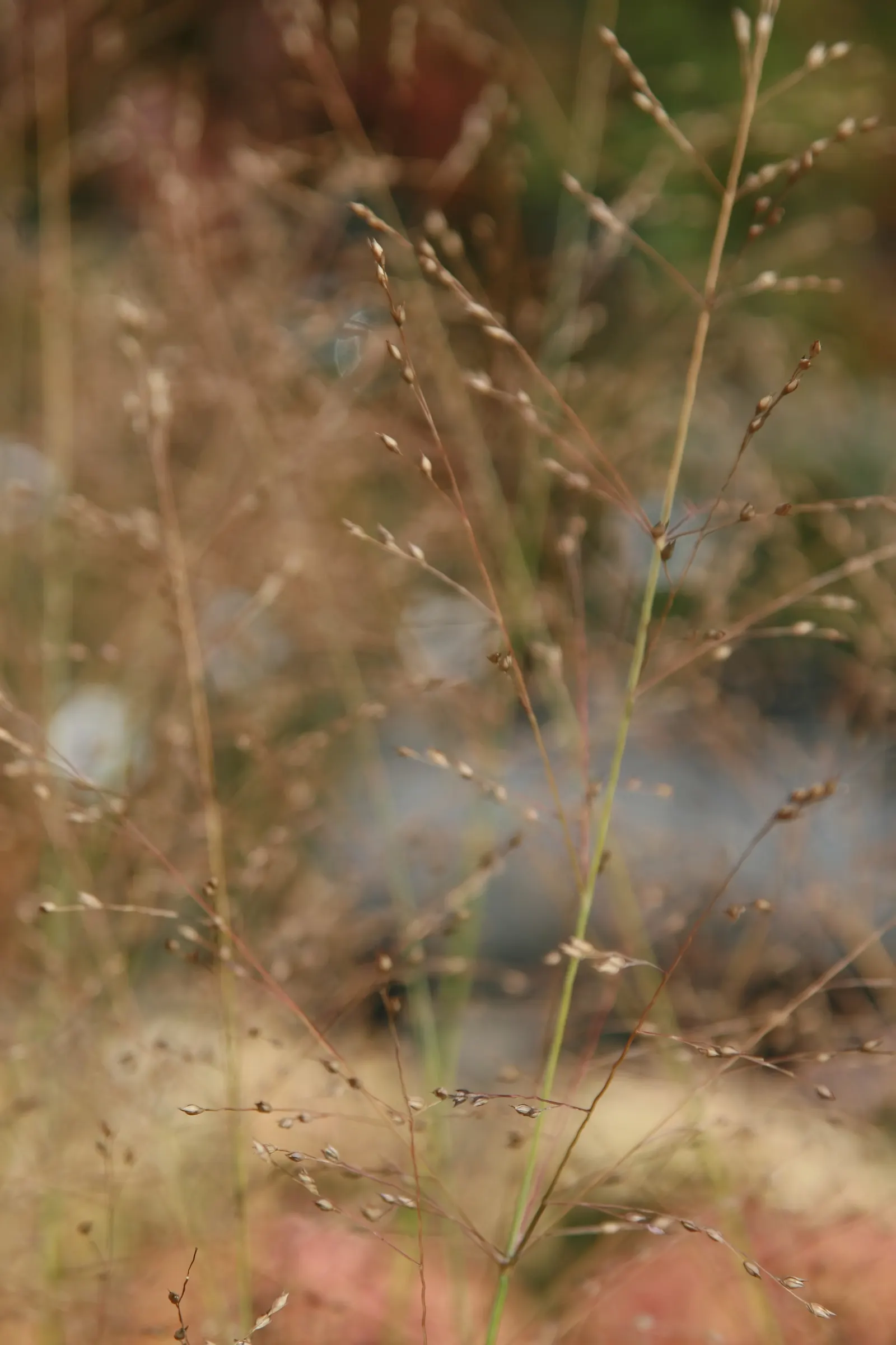 Shenandoah Switch Grass (Panicum Virgatum 'Shenandoah') — its deep root system can aid in erosion control; the foliage begins with a blue-green hue in spring
