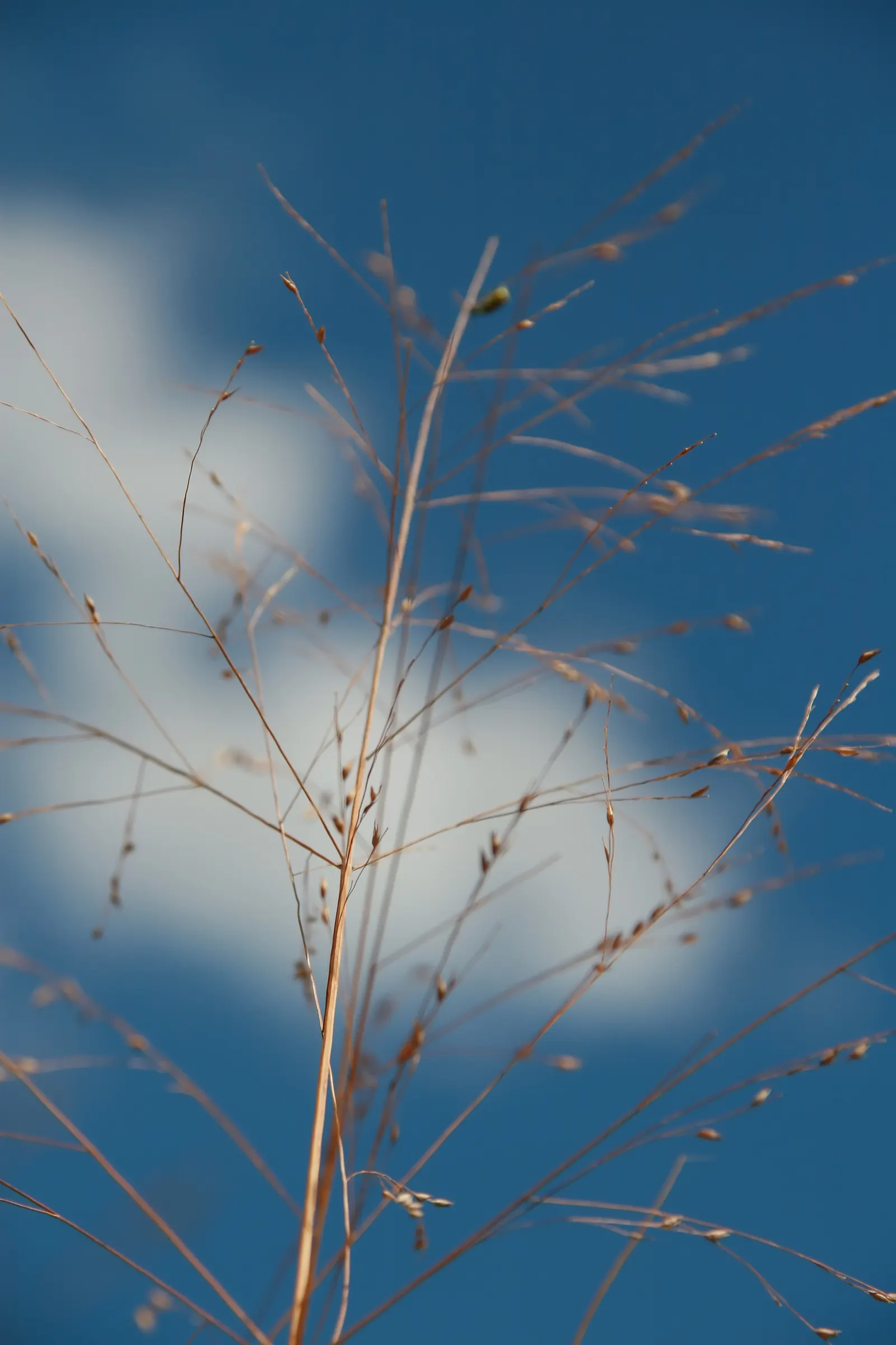 Shenandoah Switch Grass (Panicum Virgatum 'Shenandoah') — Shenandoah Switch Grass thrives in full sun