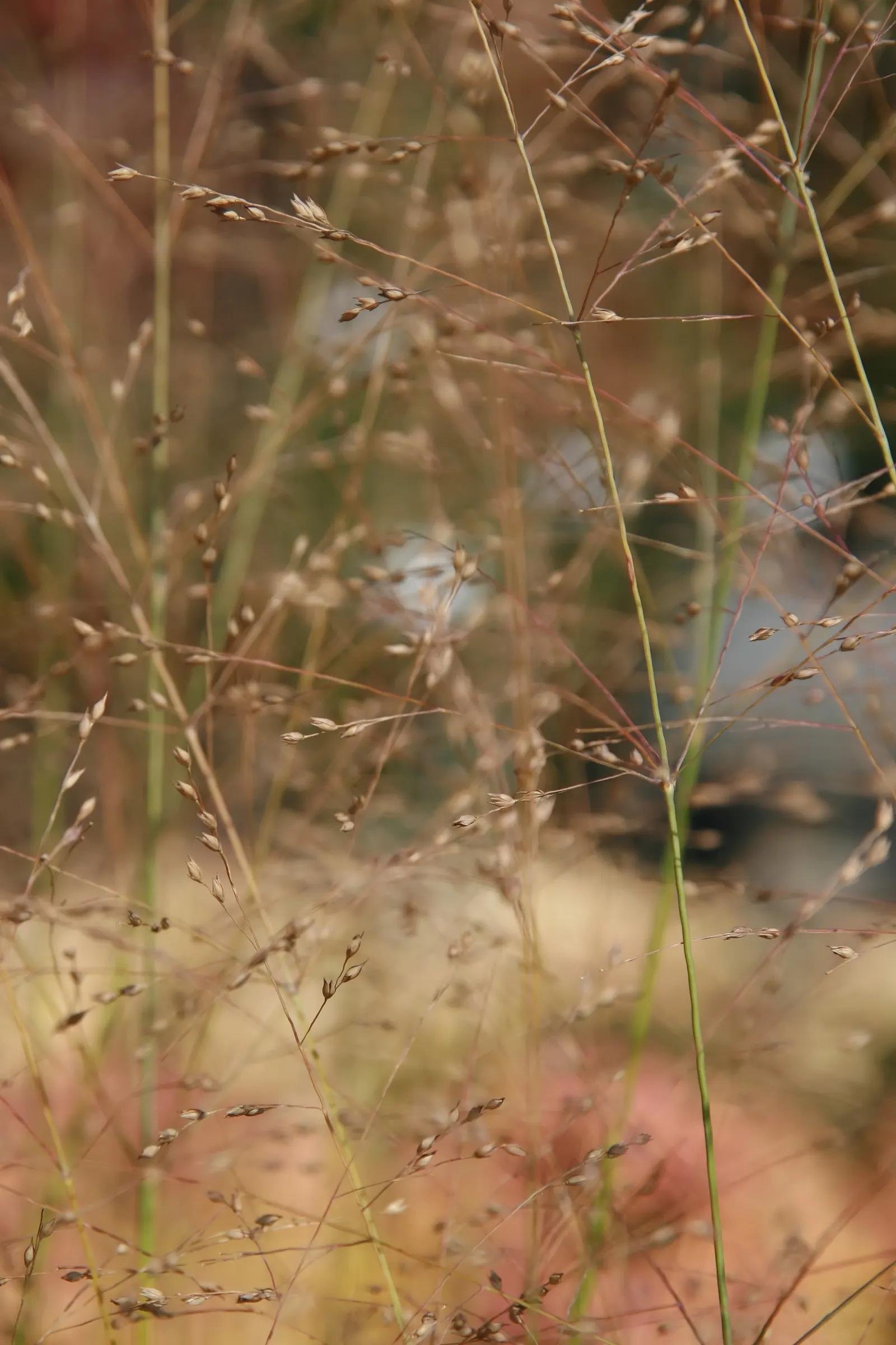 Shenandoah Switch Grass (Panicum Virgatum 'Shenandoah') — adding aesthetic value to the landscape throughout the growing season.<br><br>In summer; its deep