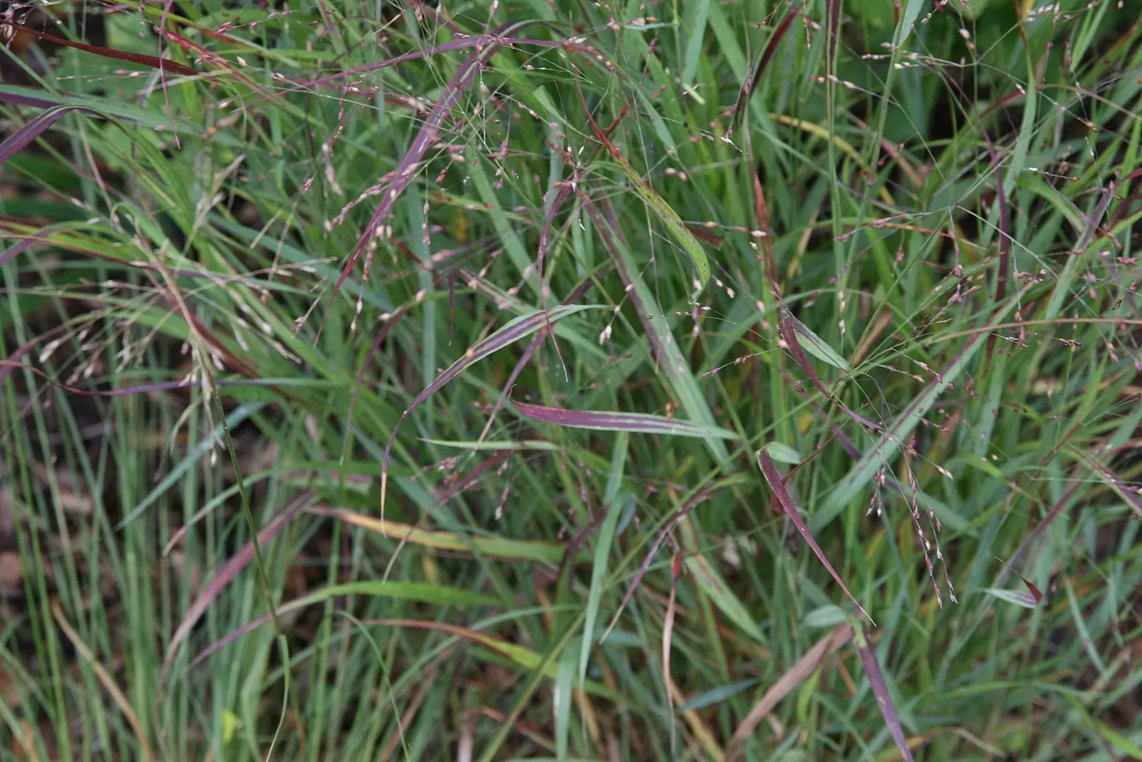 Shenandoah Switch Grass (Panicum Virgatum 'Shenandoah') — its deep root system can aid in erosion control