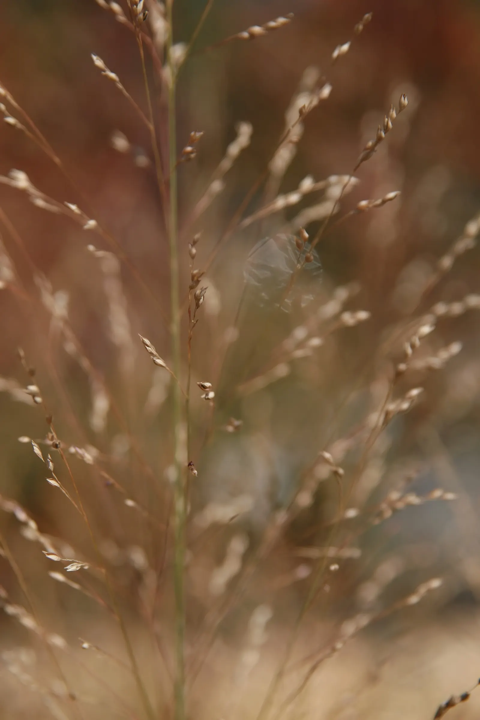 Shenandoah Switch Grass (Panicum Virgatum 'Shenandoah') — This hardy ornamental stands at 3 to 4 feet tall with a spread of 1.5 to 2 feet