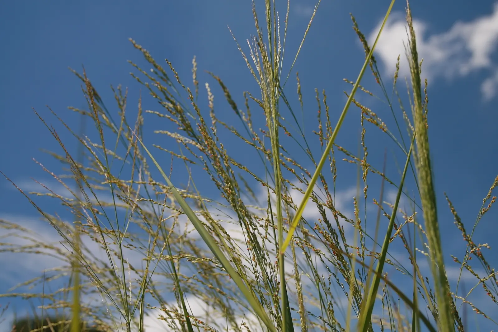 Shenandoah Switch Grass (Panicum Virgatum 'Shenandoah') — the foliage and seed heads take on a golden hue; shenandoah Switch Grass thrives in full sun