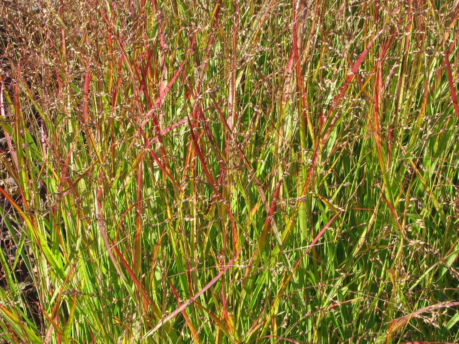 Shenandoah Switch Grass (Panicum Virgatum 'Shenandoah') — The grass grows upright and forms a clump; featuring airy pink-tinged flowers that add texture to