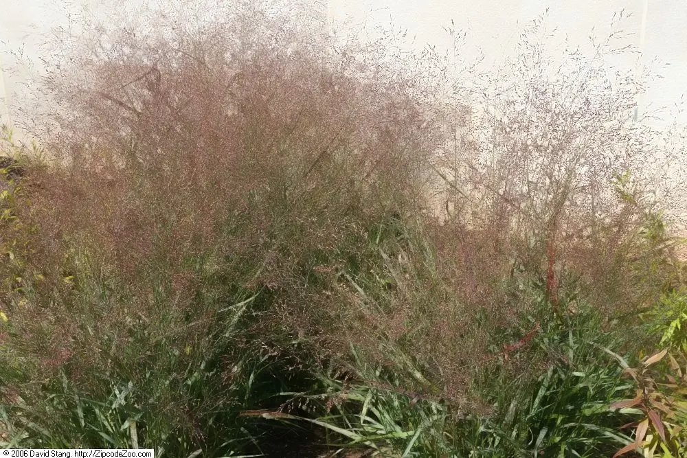 Shenandoah Switch Grass (Panicum Virgatum 'Shenandoah') — grass with purple and red blooms