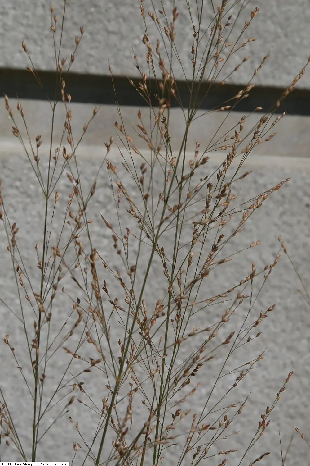 Shenandoah Switch Grass (Panicum Virgatum 'Shenandoah') — The grass grows upright and forms a clump