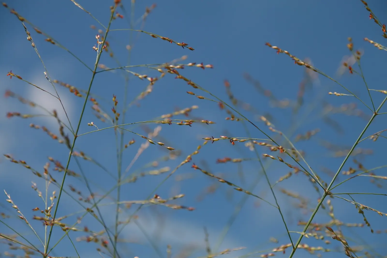 Shenandoah Switch Grass (Panicum Virgatum 'Shenandoah') — It is hardy in USDA zones 4 through 9, showcasing its versatility and resilience in various climate