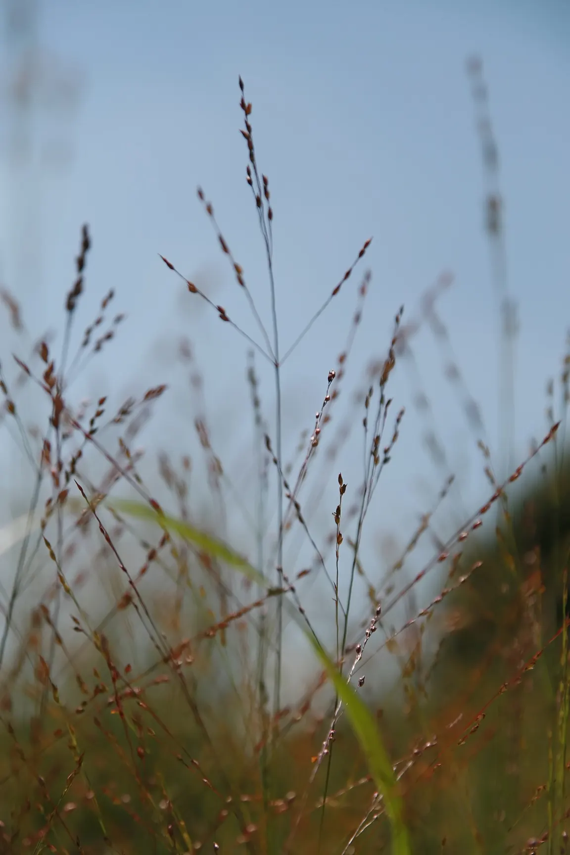 Shenandoah Switch Grass (Panicum Virgatum 'Shenandoah') — This particular cultivar boasts striking reddish-pink foliage that intensifies as the, image 32