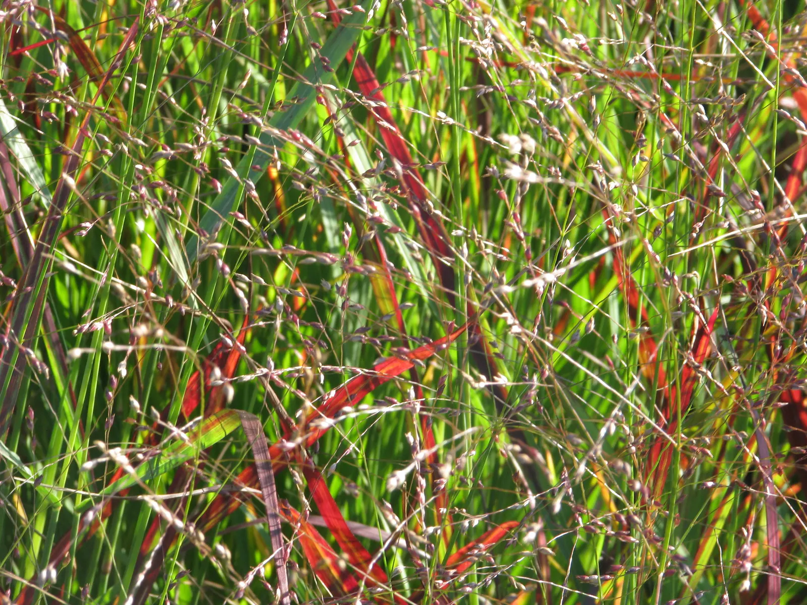 Shenandoah Switch Grass (Panicum Virgatum 'Shenandoah') — although it can tolerate light shade; providing textural contrast and winter interest