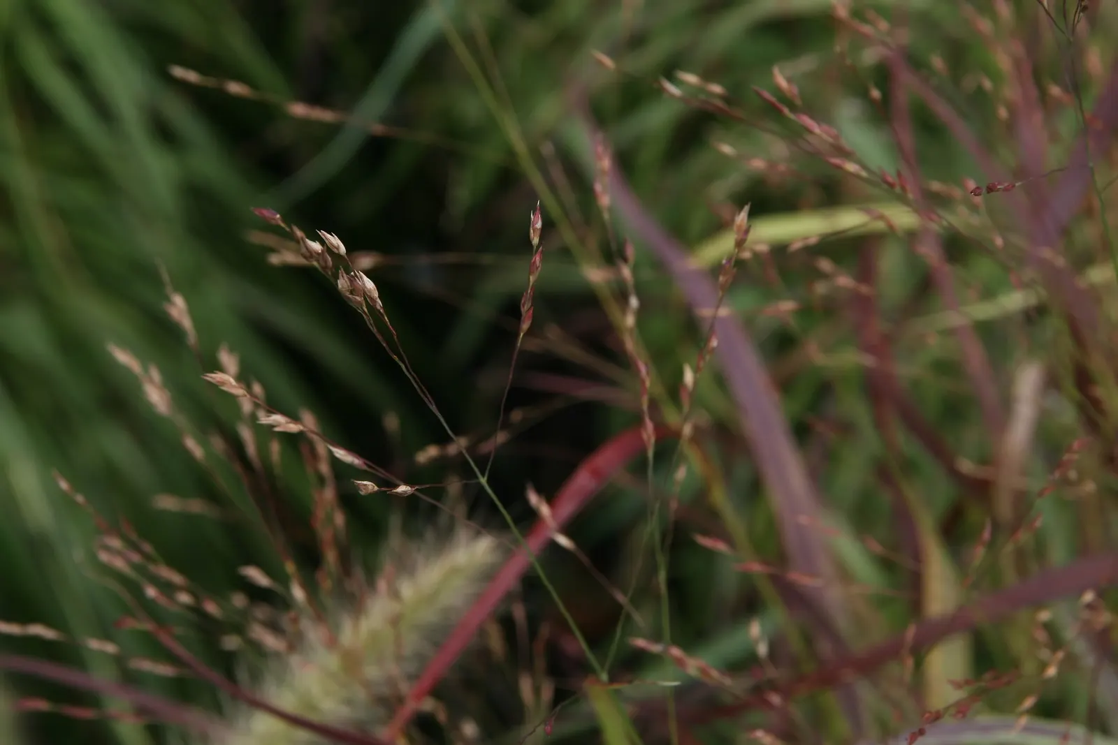Shenandoah Switch Grass (Panicum Virgatum 'Shenandoah') — featuring airy pink-tinged flowers that add texture to garden designs