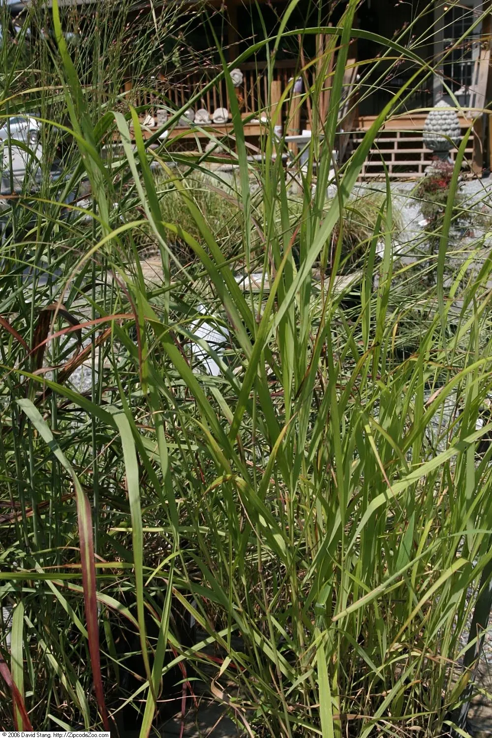 Shenandoah Switch Grass (Panicum Virgatum 'Shenandoah') — and the plant is generally resistant to pests and diseases
